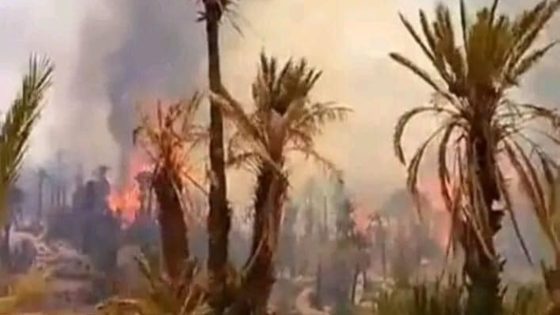 حريق مهول بواحة يدمر عشرات أشجار النخيل بزاكورة