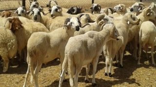 الحكومة تكشف أرقاما مفصلة حول وضعية القطيع الوطني بعد الإحصاء