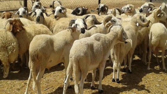 الحكومة تكشف أرقاما مفصلة حول وضعية القطيع الوطني بعد الإحصاء