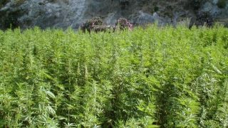 الداخلية ترصد تجليات الأبعاد الاجتماعية لـ “قانون زراعة القنب الهندي”