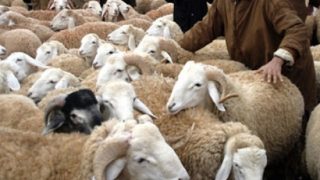 الحكومة تكشف التفاصيل الكاملة لموعد وقيمة وصيغ الدعم المباشر للكسابة