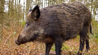 برلماني يقترح إحداث مجازر للخنزير وتصدير لحومه إلى الخارج