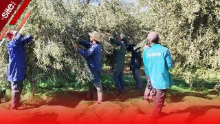 “المثمر” تواكب ميدانيا فلاحي الحوز لزيادة إنتاجية حقول الزيتون -فيديو