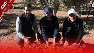 “المثمر” تنجح في مواكبة زراعات الزيتون وترفع الإنتاج بقلعة السراغنة-فيديو