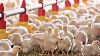 الحكومة ترفض إعفاء الكتاكيت المستوردة من الرسوم تجنبا لإفلاس مربي الدواجن المغاربة