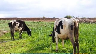 “مهمة للزراعات والأشجار المثمرة والكلأ”.. الأمطار الأخيرة تبشر بموسم فلاحي جيد