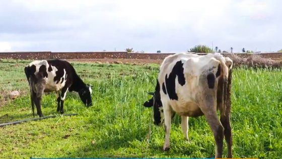 “مهمة للزراعات والأشجار المثمرة والكلأ”.. الأمطار الأخيرة تبشر بموسم فلاحي جيد