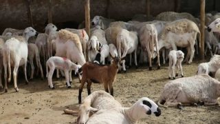 “الفلاحة” تنهي ترقيم القطيع الوطني وتقدم حصيلة الدعم المالي للكسابة