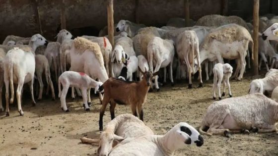 “الفلاحة” تنهي ترقيم القطيع الوطني وتقدم حصيلة الدعم المالي للكسابة