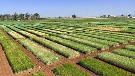 الدار البيضاء–سطات..إنتاج الحبوب الخريفية يتجاوز 800 ألف هكتار