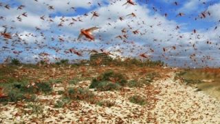 وصول أسراب الجراد إلى أكادير إداوتنان يثير استنفاراً وترقباً في الأوساط الفلاحية