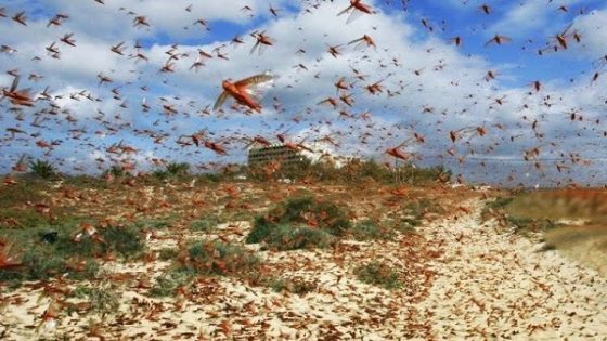 وصول أسراب الجراد إلى أكادير إداوتنان يثير استنفاراً وترقباً في الأوساط الفلاحية
