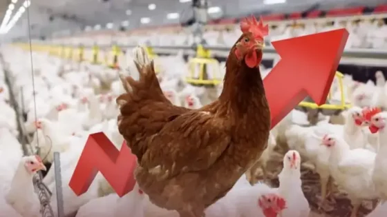 أسعار الدواجن تشهد ارتفاعا جديدا مع توقعات بمزيد من الصعود خلال عيد الفطر