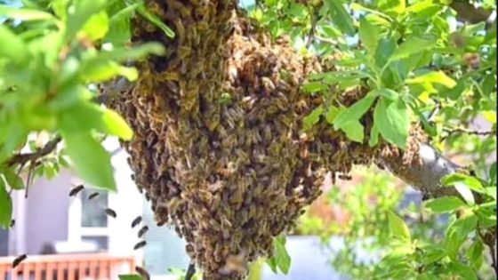 سرب نحل يقتل ثلاثينيا نواحي الصويرة