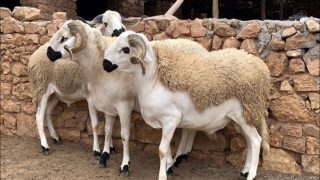 هل يقيم المغاربة شعيرة ذبح الأضحية هذه السنة؟.. الحكومة توضح