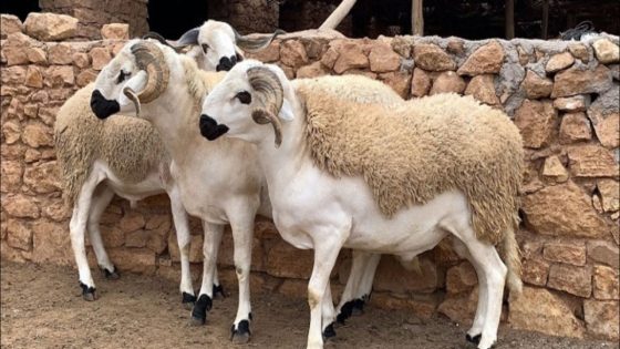 هل يقيم المغاربة شعيرة ذبح الأضحية هذه السنة؟.. الحكومة توضح