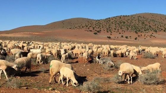 الحكومة تقدم تفاصيل عملية دعم الكسابة لإعادة تشكيل القطيع