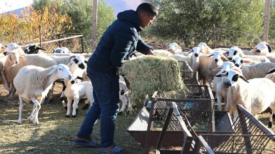 انطلاق عملية وطنية لمراقبة إناث الماشية بالمغرب وصرف مرتقب للدعم الثاني