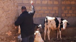 وزارة الفلاحة تستنفر مصالحها لكبح الأمراض التي تهدد القطيع الوطني