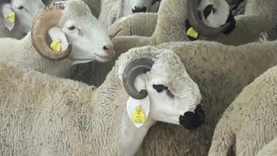 برلمانية تنبه إلى معاناة الكسابة مع اقتراب عيد الأضحى