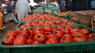 ارتفاع صاروخي في أسعار الطماطم يثقل كاهل المغاربة والمهنيون يدقون ناقوس الخطر