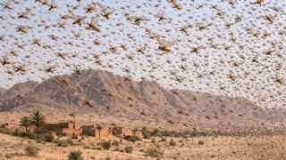 أسراب جديدة من الجراد الصحراوي تتأهب لغزو المغرب