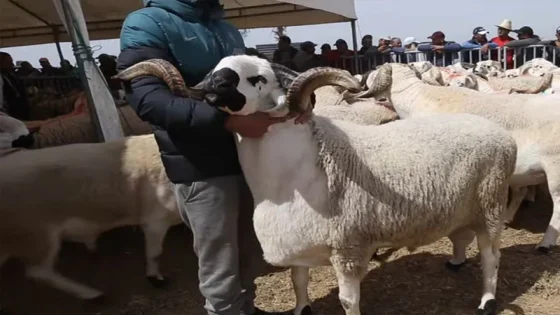 انخفاض أسعار الأضاحي يطبع حركة الأسواق هذا الموسم