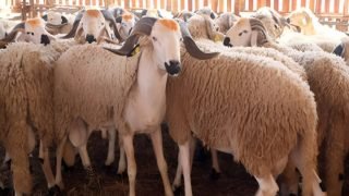 الحكومة تقيد نقل فضلات الدجاج برخص مسبقة درءا للغش في تسمين الأضاحي