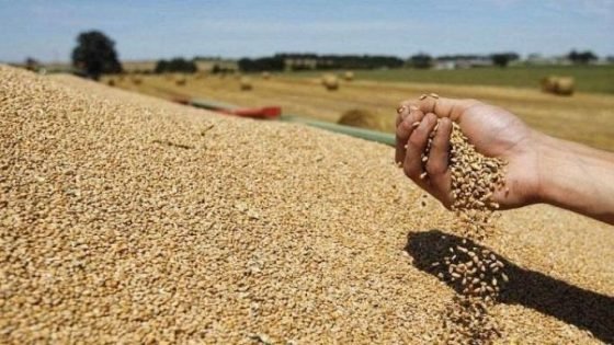 الدار البيضاء-سطات تراهن على 25.8 مليون قنطار من الحبوب خلال الموسم الحالي