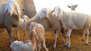 “رفاق بنعبد الله” يدعمون تشكيل لجنة لتقصي الحقائق حول دعم المواشي