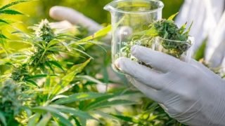 الدار البيضاء..تنظم أول ملتقى علمي حول الاستخدامات الطبية للقنب الهندي