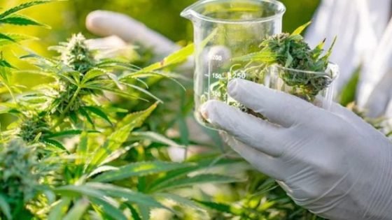 الدار البيضاء..تنظم أول ملتقى علمي حول الاستخدامات الطبية للقنب الهندي