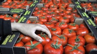 الدار البيضاء..مواطنون يتذمرون من استمرار غلاء الطماطم في الأسواق