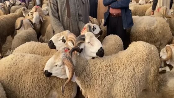 “البيجيدي”: إعفاءات استيراد المواشي تهدد القطيع الوطني ولم تُخفض أسعار اللحوم