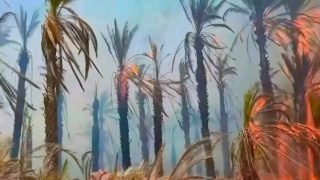 اندلاع حريق مهول بواحة نواحي زاكورة
